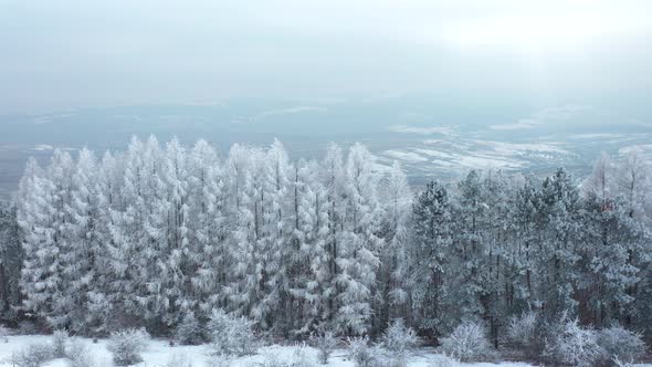 White Forest