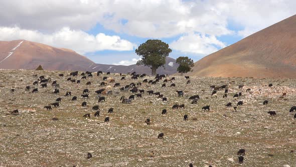 Herd of Scattered Mixed Color Goats Grazing on Mountain Slope