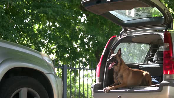 Dog Is Lying Into a Luggage Boot and Barking Around.