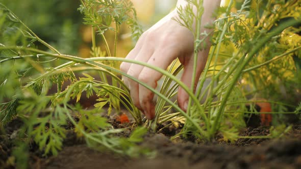 Carrots Pulled Out of the Ground