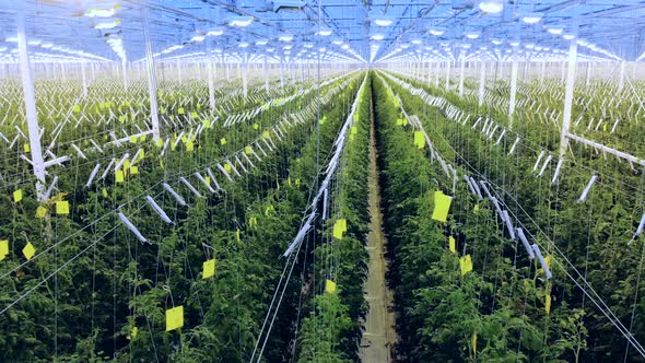 Multiple Rows of Green Plants Growing in the Hothouse