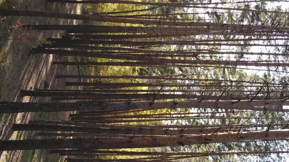 Vertical Video Aerial View of Trees in the Forest on an Autumn Day in Ukraine Slow Motion