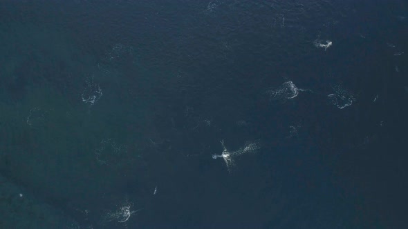 Aerial Top View of Penguins Swim in Ocean Clear Water