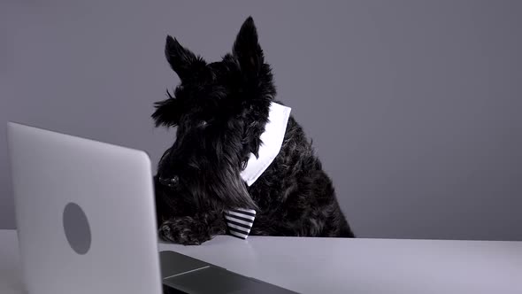 A Scottish Terrier in a Collar with a Tie Sits at the Table and Looks Attentively at the Laptop