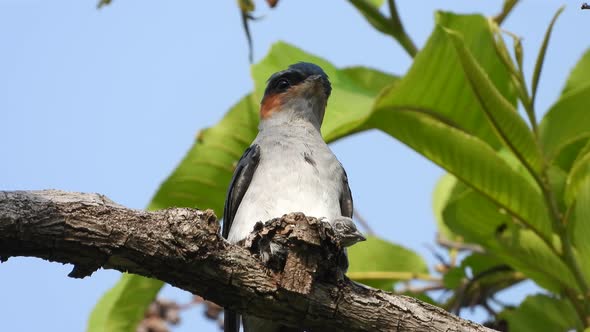 Grey-rumped treeswift  male in nest with baby .