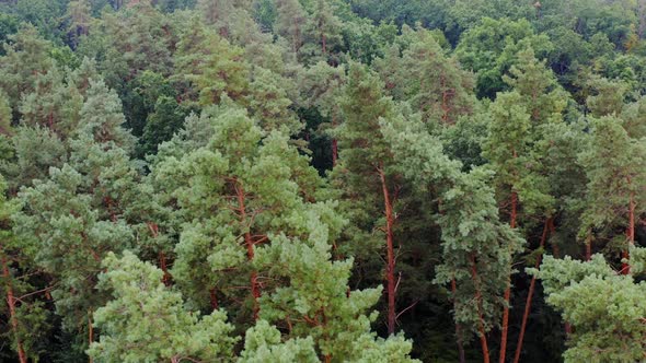 Tops of pine trees. Beautiful nature of the forest in summer. Flight over the green trees.