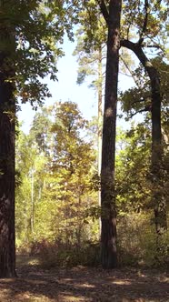 Vertical Video Autumn Forest By Day