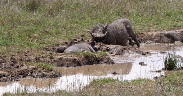 Warthog, phacochoerus aethiopicus, Pair having Mud Bath, Nairobi Park in Kenya, real Time 4K