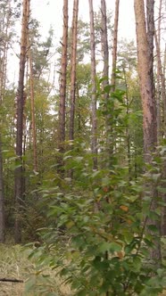 Vertical Video Forest with Trees in the Fall