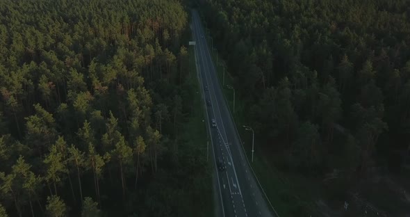 Flying Drone Over the Track in a Pine Forest During Sunset, Clear Blue Sky Against the Background of