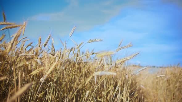 Golden Wheat Ears Against the Blue Sky in the Field in Summer Moving Camera