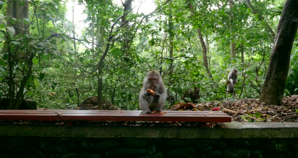 Monkey jungle in bali