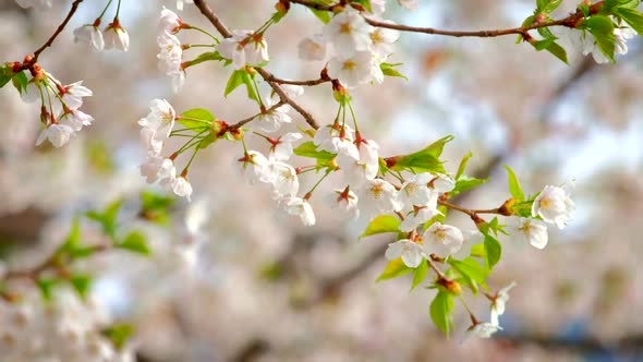 Blooming Sakura Cherry Blossom