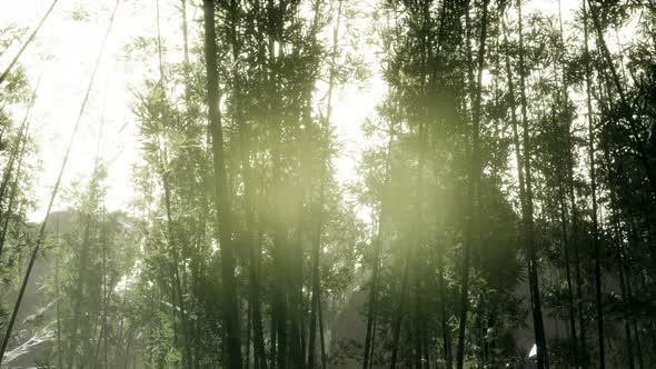 Windy Tranquil Arashiyama Bamboo Grove