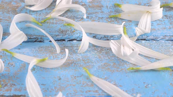 White chamomile petals on a light blue vintage wooden background. Summer theme.