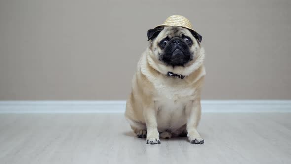Funny Pug Dog in Straw Hat Sitting Indoor, Like Farmer.