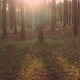 Sunbeams and Rays Through Tree - VideoHive Item for Sale