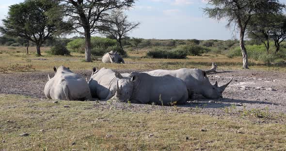 Resting white rhinoceros Botswana, Africa