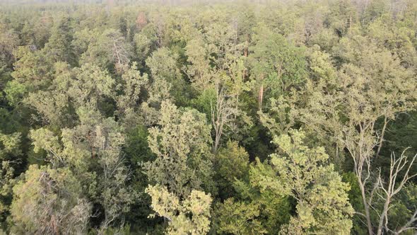 Aerial View of a Green Forest on a Summer Day