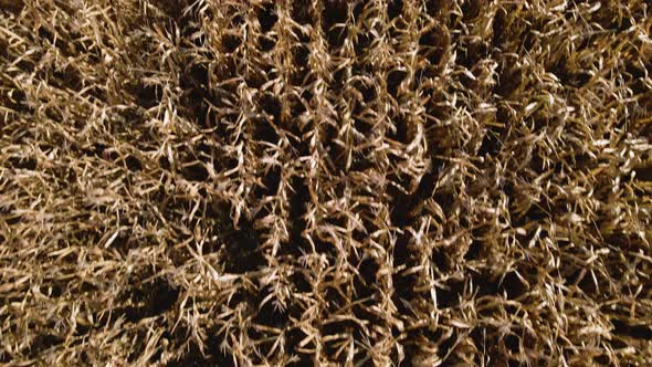 Aerial view, drone view of dry ripe field corn, success in farming