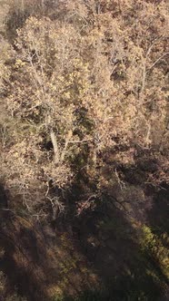 Vertical Video of a Forest with Trees During the Day