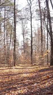 Vertical Video of an Autumn Forest During the Day