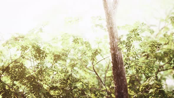 Evening Forest with Sun and Volume Light