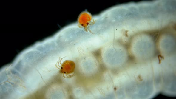 Larva Mite Hydrachnidia and Hydrophilidae Larva Under a Microscope