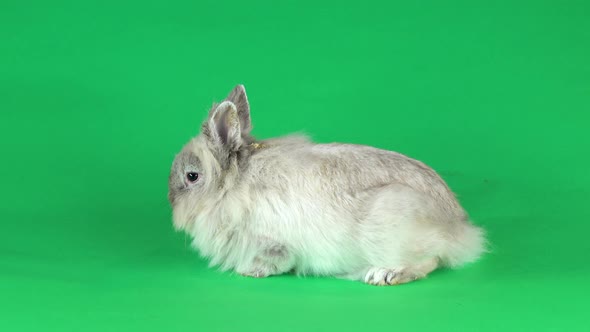 Small Gray Rabbit Isolated at Green Screen Background.
