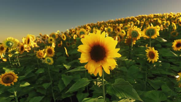 Many Bright Yellow Big Sunflowers in Plantation Fields on Sunset