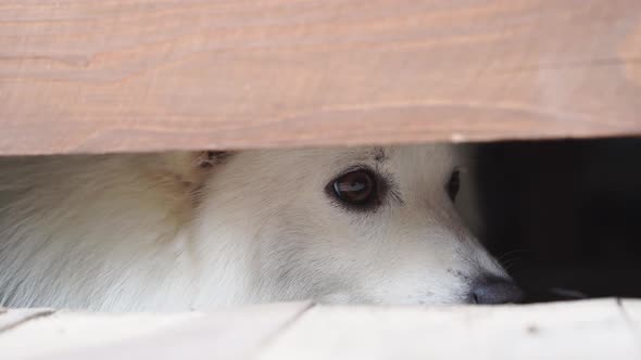 Unhappy Japanese Spitz Refuses to Eat