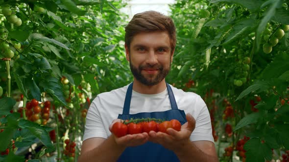 Farm Worker Showing Tomatoes Harvest Smiling in Green Big Garden Closeup