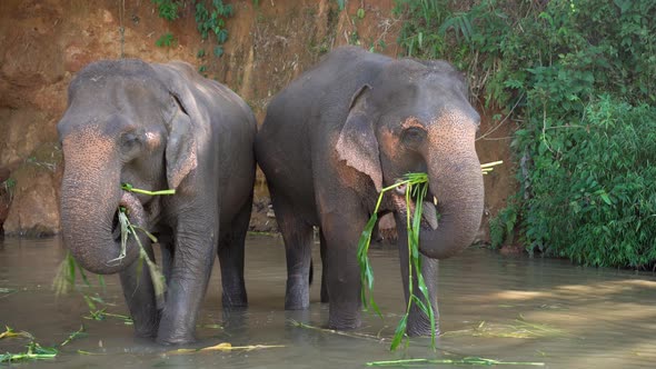 Elephants Bathing in the River