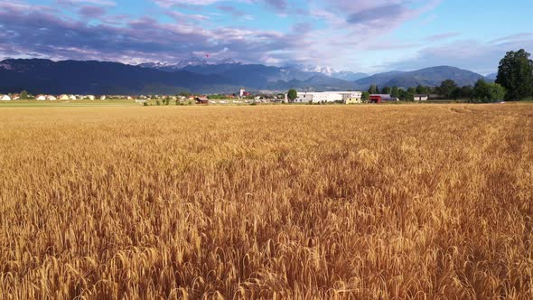 Summer sunrise in the Wheat Field