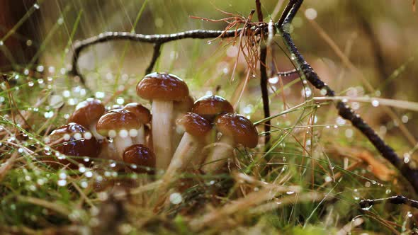 Armillaria Mushrooms of Honey Agaric In a Sunny Forest in the Rain.