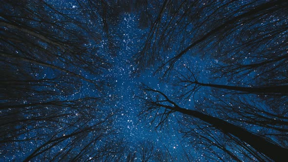 Forest. backgrounds night sky and stars and moon and clouds.