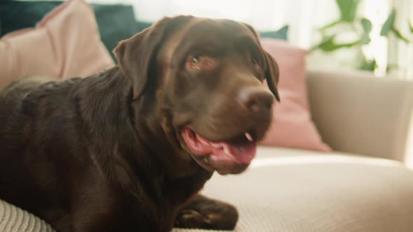 Brown Dog Closeup