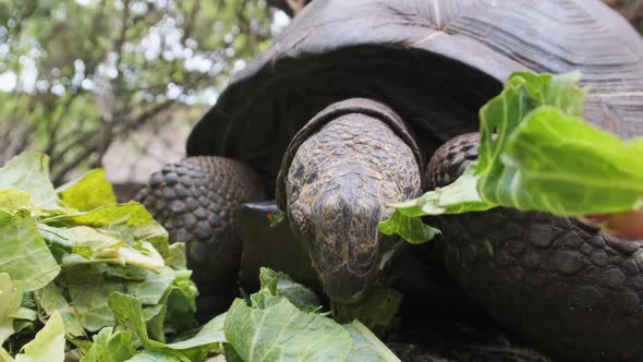 Feeding Huge Aldabra Giant Tortoise Green Leaves in Reserve Zanzibar Africa