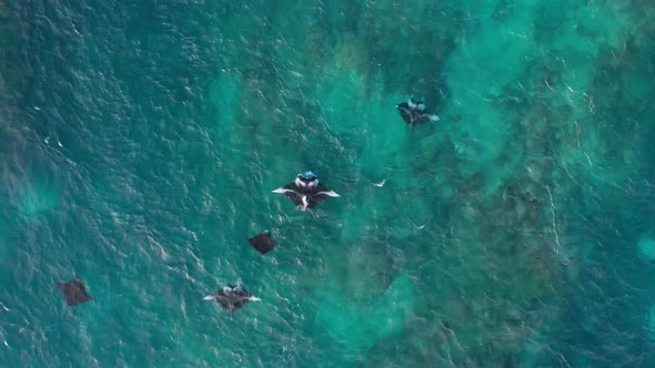 Top down aerial of five manta rays swimming at the surface against the current