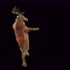 39 Deer Dancing 4K - VideoHive Item for Sale