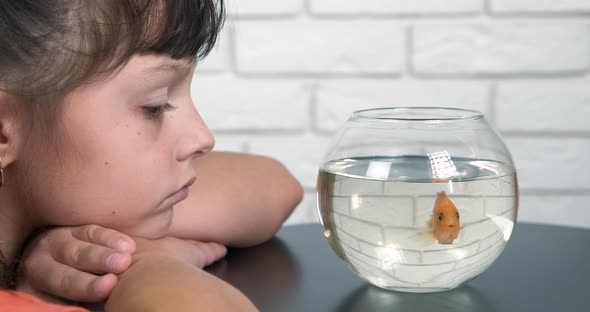 Fish Swim in Round Aquarium