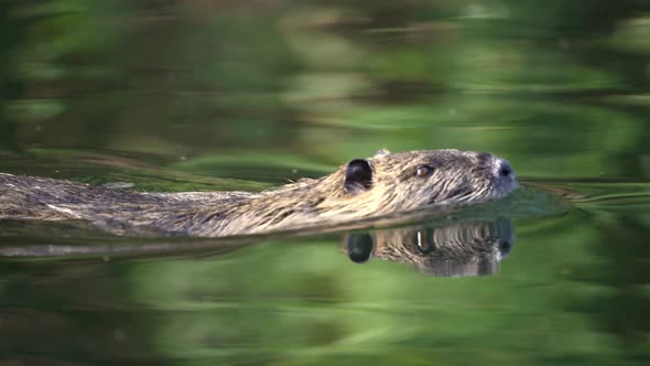 A Coypu Swimming Of The Calm Water Of The River. medium shot