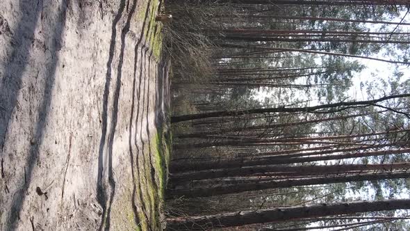 Vertical Video of a Road in the Forest Slow Motion