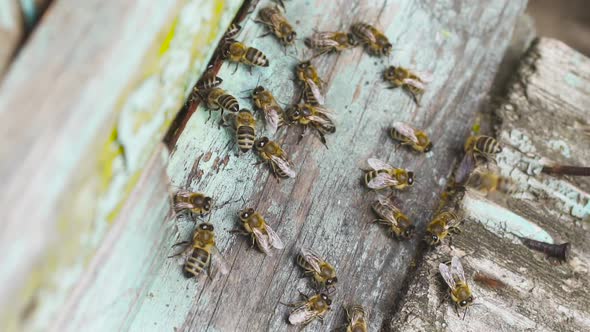 A Big Swarm of Honey Bees Fly Around Their Wooden Hive.