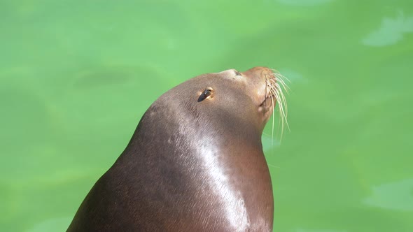Relaxing Sea Lion with closed eyesing head round around during sunlight - Green Water in background