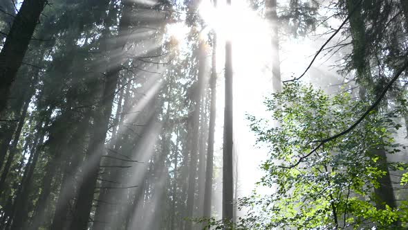 The Sun's Rays Shine Through the Fog in a Mountain Forest