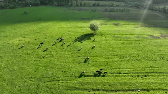 Farm Region Aerial View 4 K Alanya Turkey