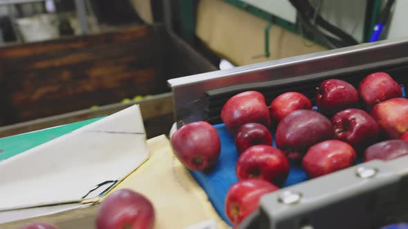 Apples on the Line for Their Selection