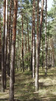 Vertical Video of Forest Landscape with Pine Trees in Summer Slow Motion