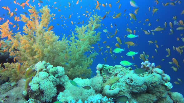 Tropical Coral Reefs